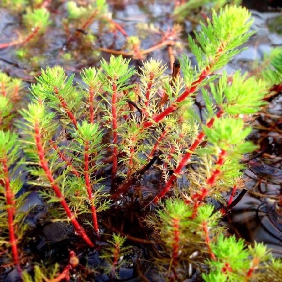 Myriophyllum Spicatum | Aarvederkruid | In P9 Pot Geleverd in Beker