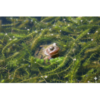 Zuurstofplanten mix | In Beker Medium