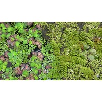 Drijfplanten | In Sixpack