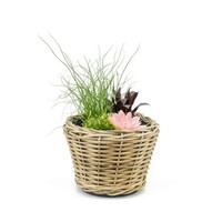 Terrasvijver Rotan Potmand