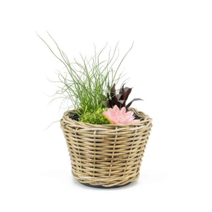 Terrasvijver Rotan Potmand