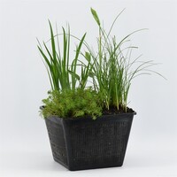 Mix Met Diverse Oeverplanten | In 25CM Mand Kant en Klaar