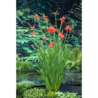 Schizostylis Coccinea Major | Moerasgladiool | In 18CM Mand Kant en Klaar