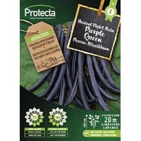 Groente zaden: Struikboon PURPLE QUEEN