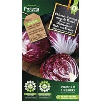 Groente zaden: Bladcichorei Rode van Verona