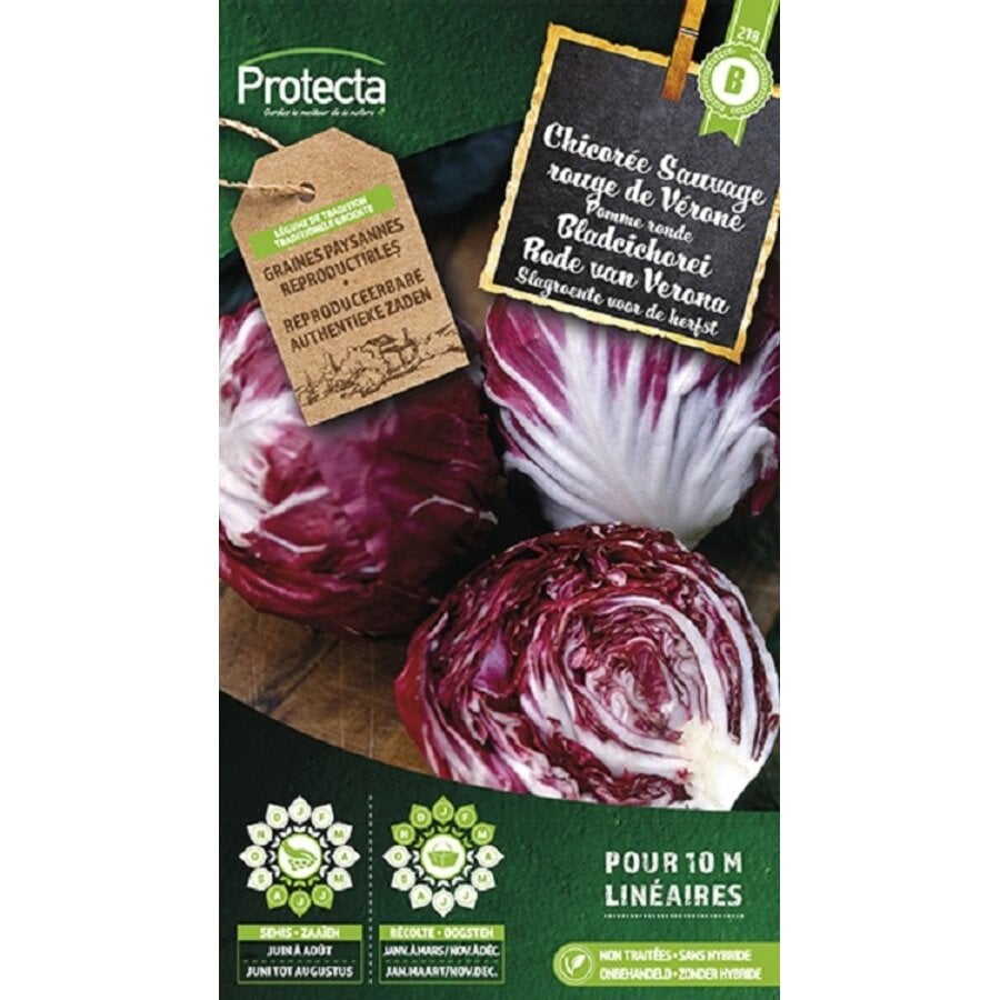 Groente zaden: Bladcichorei Rode van Verona