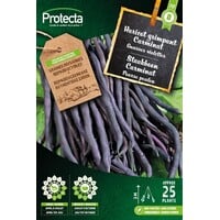 Groente zaden: Staakboon purple Carminat 25 g