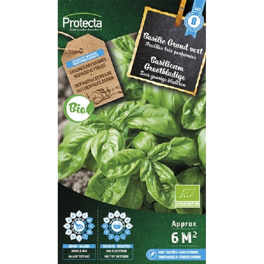 Groente zaden: Basilicum Grootbladige Biologisch