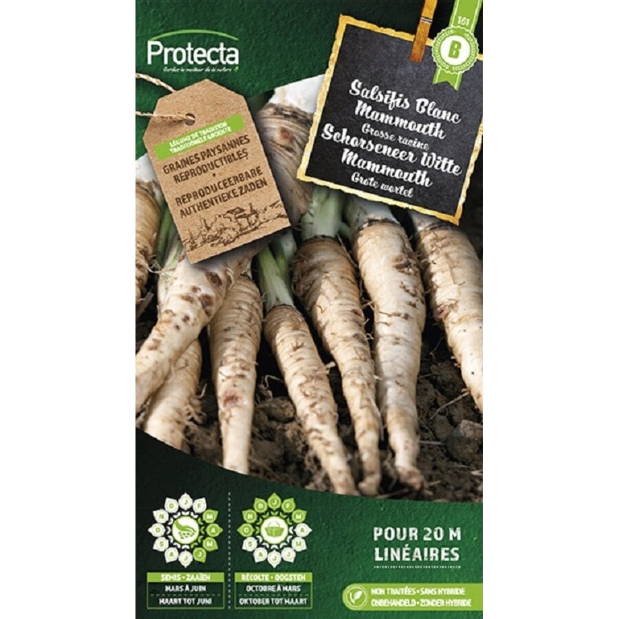 Groente zaden: Schorseneer Witte Mammouth