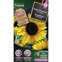 Bloemen zaden: Zonnebloem Grootbloemig