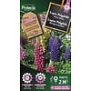 Lupine Doorlevend | Lupinus