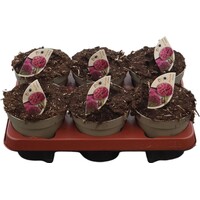 Allium Ostara | sierui met paarsrode bloem bollen | 14 cm pot | 15 cm hoog