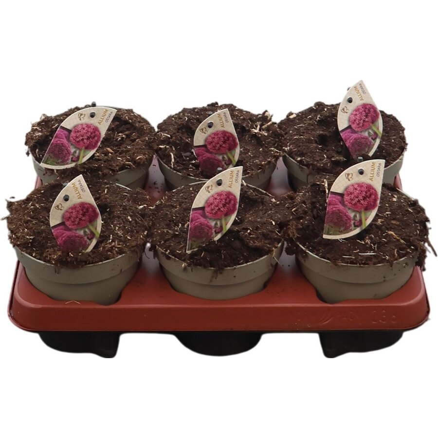 Allium Ostara | sierui met paarsrode bloem bollen | 14 cm pot | 15 cm hoog