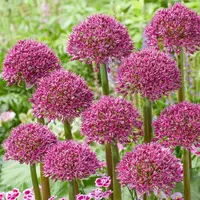 Allium Ostara | sierui met paarsrode bloem bollen | 14 cm pot | 15 cm hoog