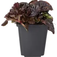 Ajuga 'Noble Nightingale' | kruipend zenegroen, donker blad en blauwe bloei | 12 cm pot | 10 cm hoog bij levering