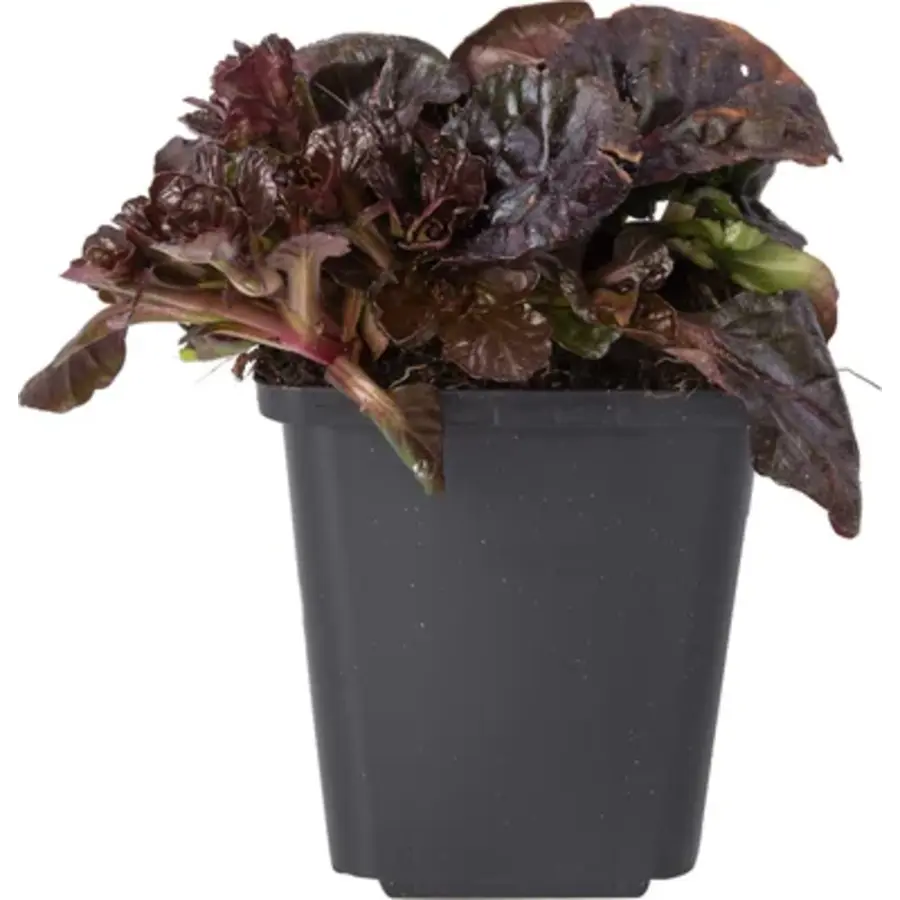 Ajuga 'Noble Nightingale' | kruipend zenegroen, donker blad en blauwe bloei | 12 cm pot | 10 cm hoog bij levering