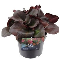Bergenia cordifolia 'Purpurea' | schoenlappersplant | pot 15 cm | 15 cm hoog