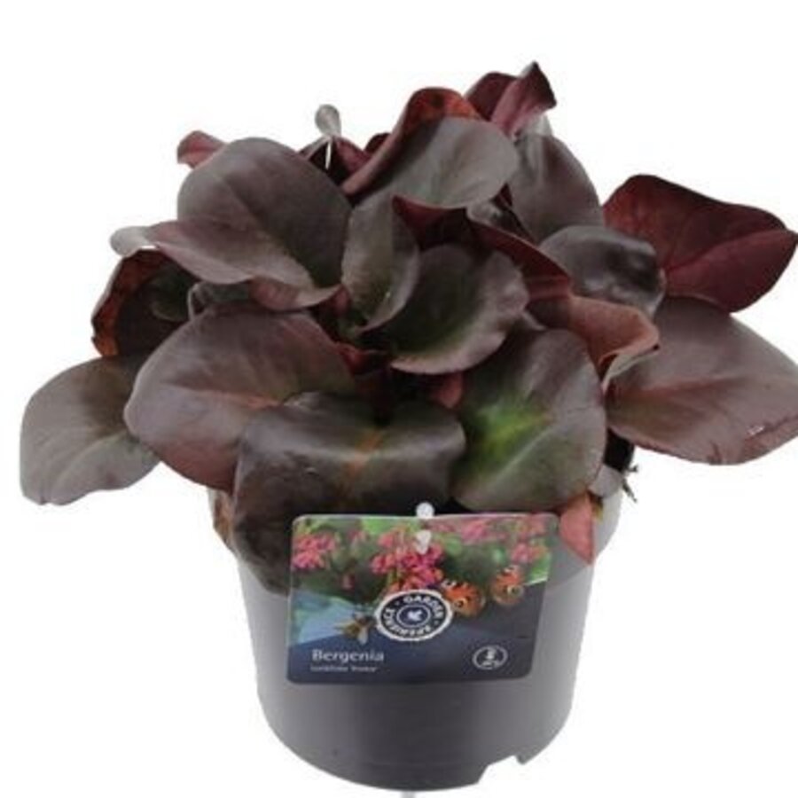 Bergenia cordifolia 'Purpurea' | schoenlappersplant | pot 15 cm | 15 cm hoog