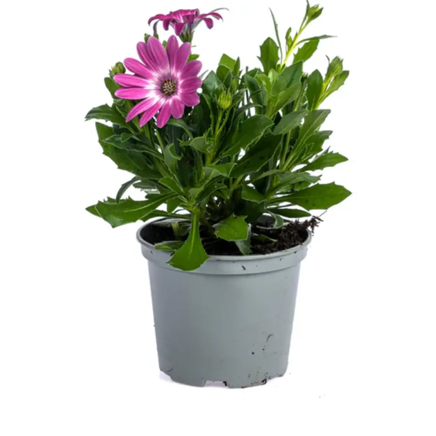Osteospermum donker roze (spaanse margriet) | pot 10 cm | 20 cm hoog bij levering