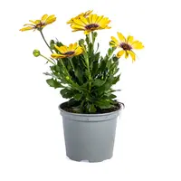 Osteospermum geel (Spaanse margriet) | 10 cm pot | 20 cm hoog bij levering