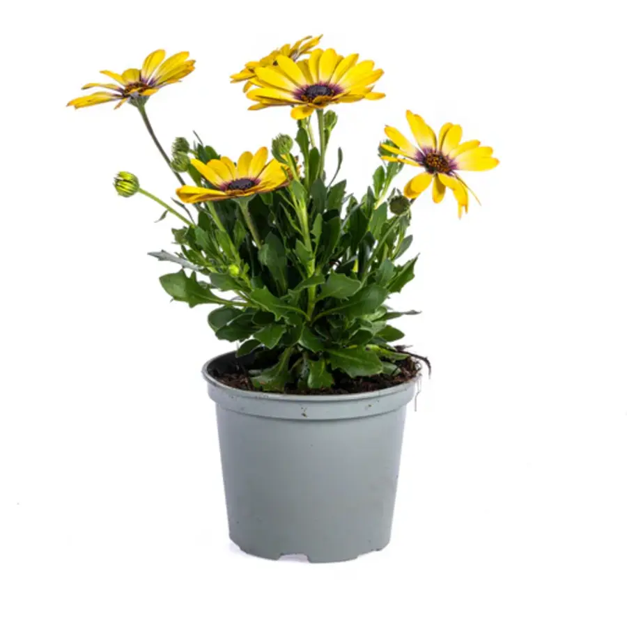 Osteospermum geel (Spaanse margriet) | 10 cm pot | 20 cm hoog bij levering