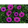 Osteospermum (spaanse margriet) fuchsia | 10 cm pot