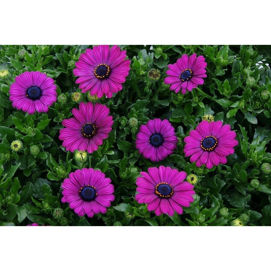Osteospermum (spaanse margriet) fuchsia | 10 cm pot | 20 cm hoog bij levering