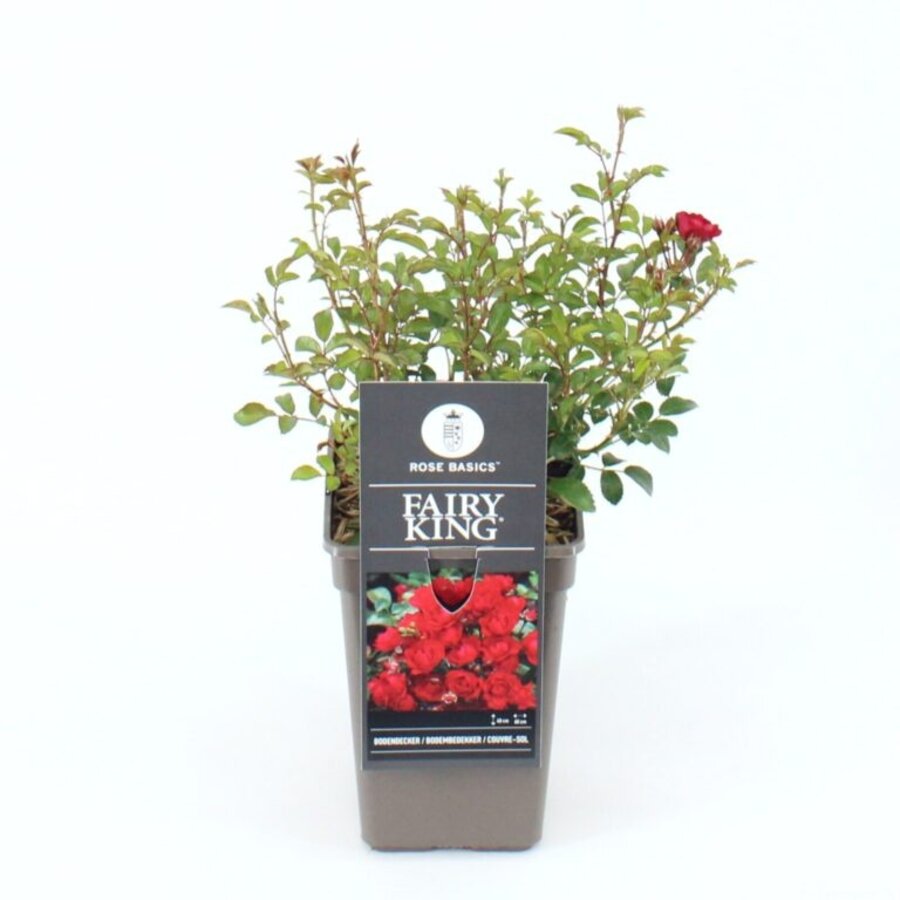 Bodembedekkende roos Rosa 'The Fairy' struikroos in 14 cm pot | 25 cm hoog bij levering | gemixte kleuren | verkoop per stuk