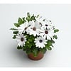 Spaanse margriet wit | 20 cm hoog | 10 cm pot