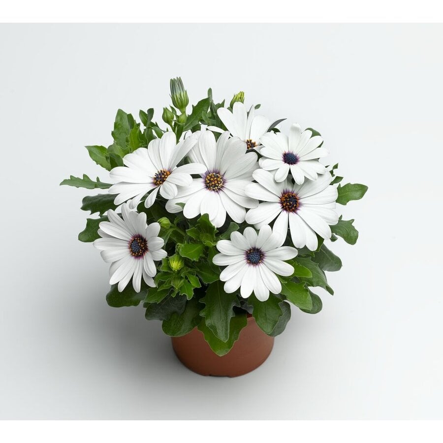 Spaanse margriet wit | 20 cm hoog | In 10 cm pot | Voor border en pot