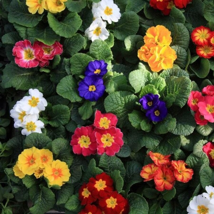 Primula Wanda gemixte kleuren (sleutelbloem) | 10 cm pot | ca. 15 cm hoogte bij levering | vroege voorjaarsbloeier | per stuk