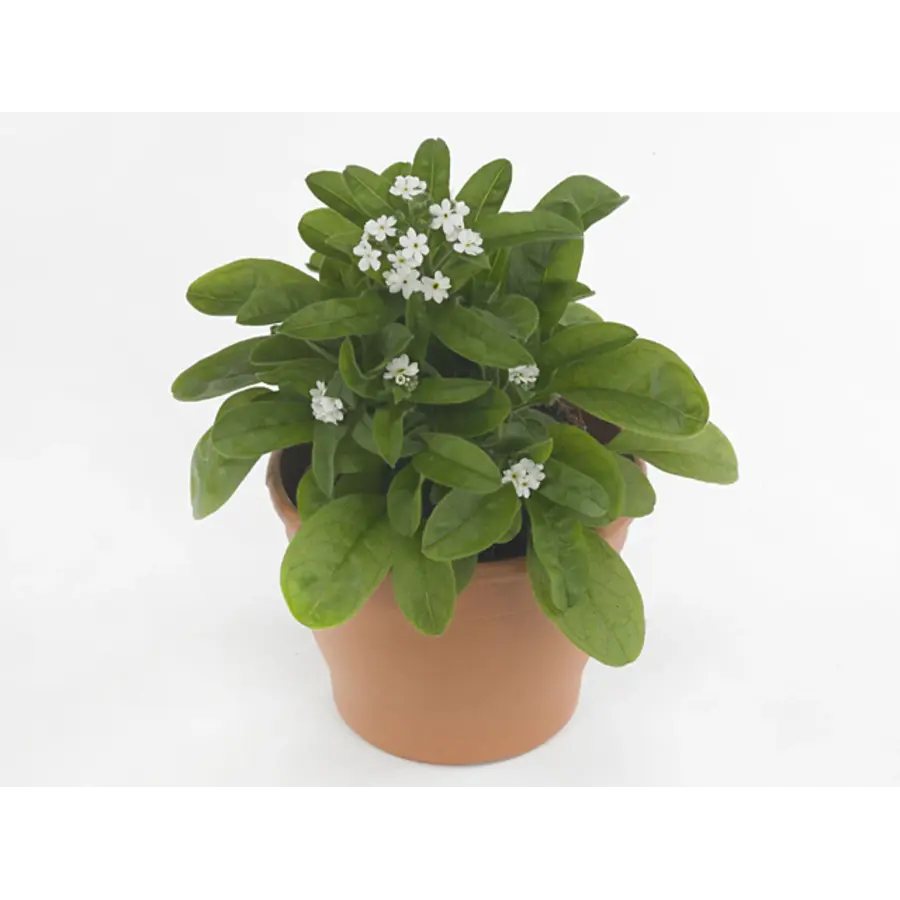 Vergeet-me-nietje Mon Amie White (Myosotis sylvatica) | witte voorjaarsbloeier | 20 cm hoog | 10 cm pot
