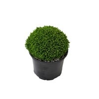 Hebe 'Emerald Gem' | compacte wintergroene struikveronica voor pot en border | 11 cm pot | 17 cm bij levering