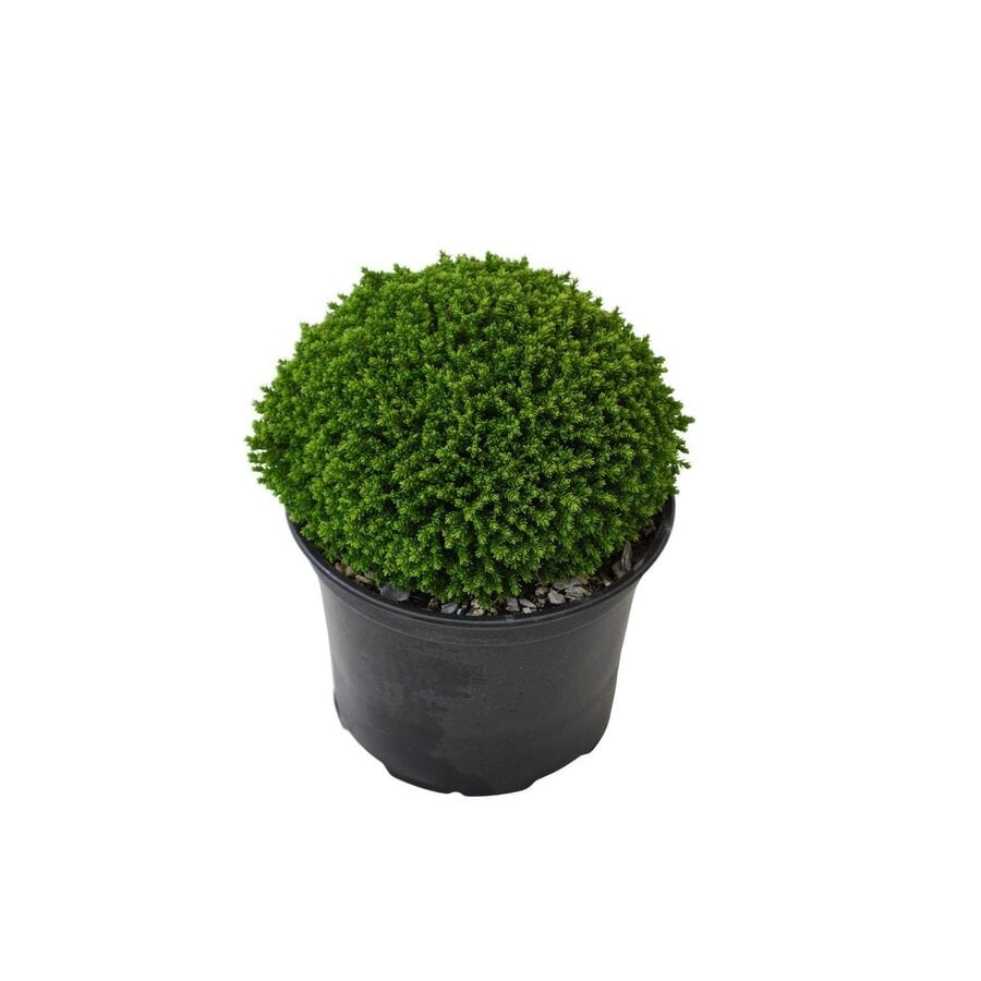 Hebe 'Emerald Gem' | compacte wintergroene struikveronica voor pot en border | 11 cm pot | 17 cm bij levering