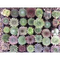 Sempervivum (huislook) gemengd | zeer divers assortiment | 8 cm pot | 10 cm hoog bij levering | per stuk