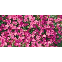 Aubrieta 'Rose Queen' | blauwkussen bodembedekker | 13 cm pot | 18 cm hoog