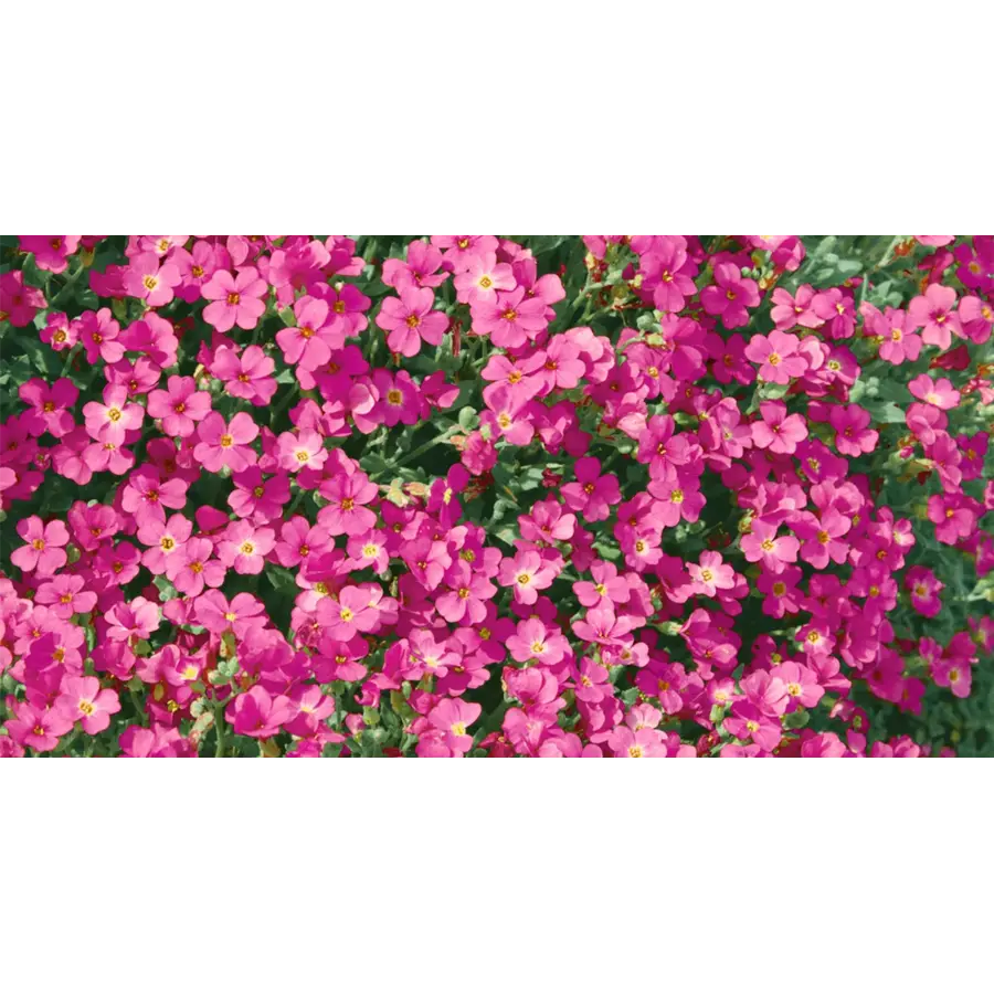 Aubrieta 'Rose Queen' | blauwkussen bodembedekker | 13 cm pot | 18 cm hoog