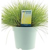 Festuca glauca 'Amigold' | 20 cm | 10 cm pot