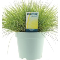 Festuca glauca 'Amigold' | goudgeel schapengras voor border, terras en pot | 20 cm | 10 cm pot