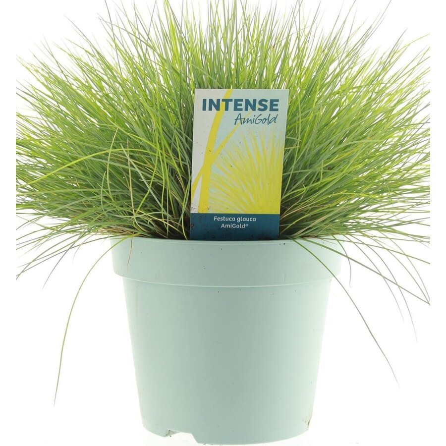 Festuca glauca 'Amigold' | goudgeel schapengras voor border, terras en pot | 20 cm | 10 cm pot