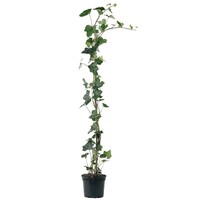 Hedera hibernica (Ierse klimop) | 70 cm hoog | In 11 cm pot | Wintergroene klimplant