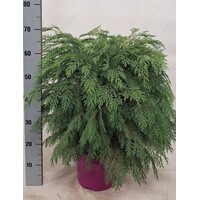 Dwergcipres (Chamaecyparis lawsoniana 'Globosa') | 23 cm pot | 65 cm hoog | wintergroene bolconifeer