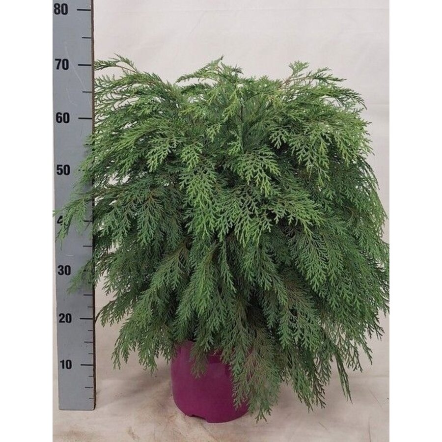 Dwergcipres (Chamaecyparis lawsoniana 'Globosa') | 23 cm pot | 65 cm hoog | wintergroene bolconifeer
