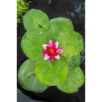 Nymphaea Pygmea Rubra | Waterlelie | In 3L Mand