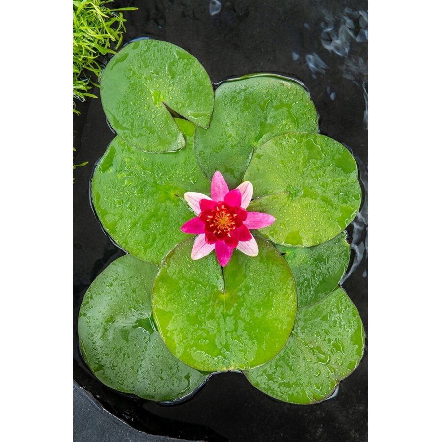 Nymphaea Pygmea Rubra | Waterlelie | In 3L Mand