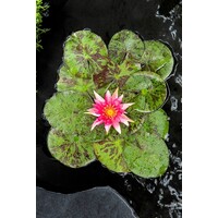 Nymphaea Red Spider | Waterlelie | In 3L Mand