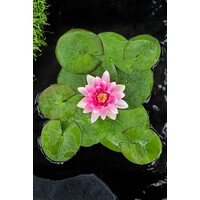 Nymphaea Charles de Meurville | Waterlelie | In 3L Mand