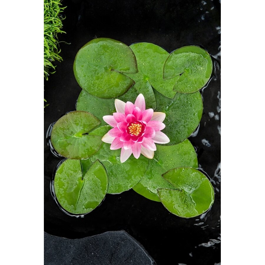Nymphaea Charles de Meurville | Waterlelie | In 3L Mand
