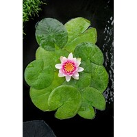 Nymphaea Attraction | Waterlelie | In 3L Mand