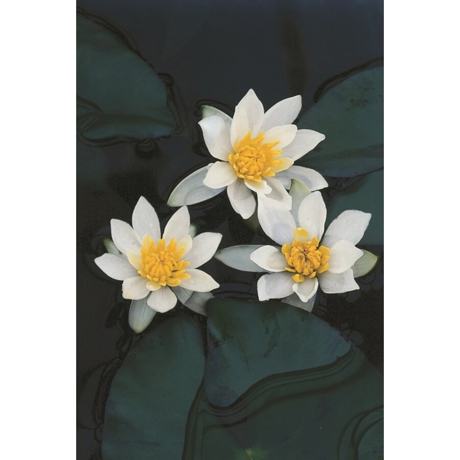 Nymphaea Pygmea Alba | Waterlelie | In 3L Mand